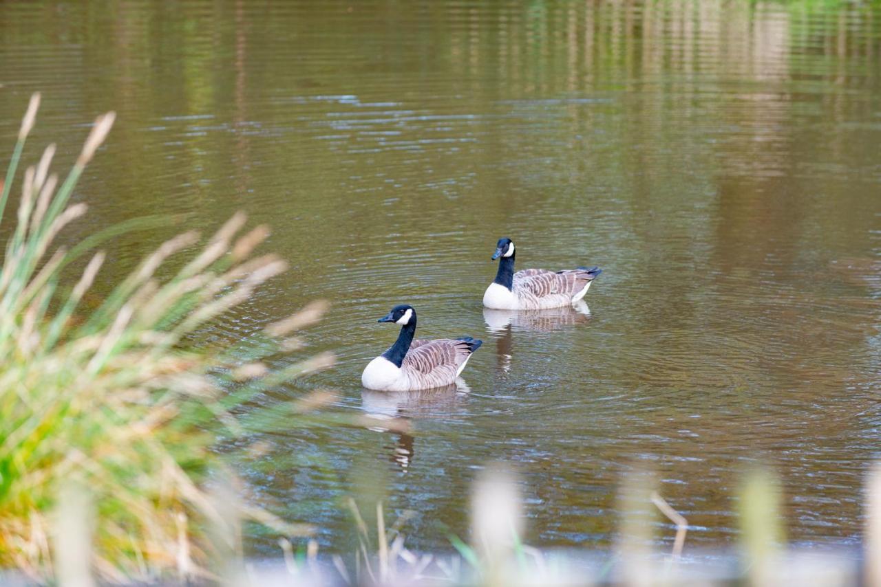 Our Goldfinch 1- Sleeps 2 Persons- Private Hot Tub-Pet Friendly-Tranquil Holiday Away From It All Yet Not Far From St Austell- The Holiday Home Has One Bedroom, Living And Dining Area, Equipped Kitchen-Decking-Outdoor Furniture-Fishing Lakes And More Grampound Dış mekan fotoğraf